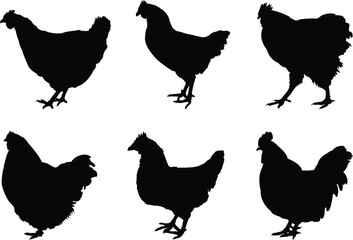 set of chicken silhouettes