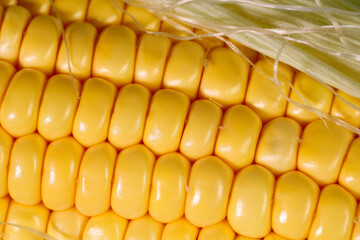 Vegetable background. Natural yellow background. Texture of a cob of ripe corn close up. Natural textured background. Close-up, macro, horizontal. Concept of healthy food and agriculture.