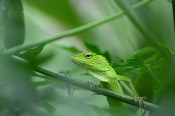 The mane chameleon (Bronchocela jubata) is a species of tree lizard