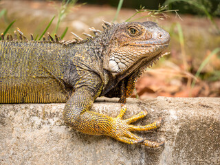 Green Iguana Large Herbivorous Lizard Staring in the Botanical Garden of Medellin, Antioquia / Colombia