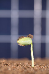Green sprouts grow in the soil in front of the solar panel background