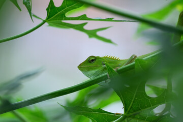 The mane chameleon (Bronchocela jubata) is a species of tree lizard