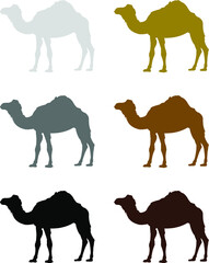 set of camels animals