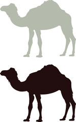 silhouette of a camel
