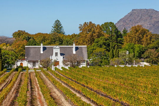 A beautiful Cape Dutch homestead in the grounds of Groot Constantia in Cape Town, South Africa.