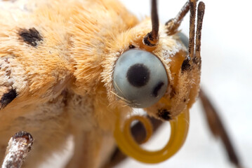 Macro Photo of Eye of Little Yellow Butterfly Isolated on White Background © backiris