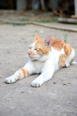 Cute domestic cats the color are orange and white