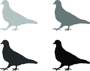 set of pigeons