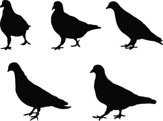 set of pigeons