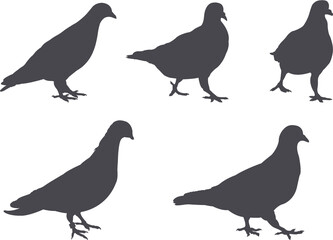 pigeon silhouettes collection