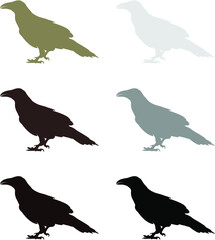 collection of raven birds