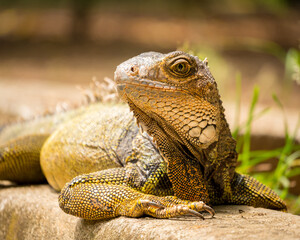 Iguana Staring in the Garden in a Sunny Day