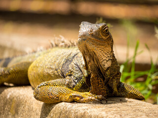 Green Iguana (Iguana Iguana) Large Herbivorous Lizard Staring on the Grass in Medellin, Antioquia / Colombia