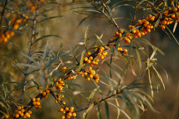 Close-up of branches of sea buckthorn berries in the forest at sunset.