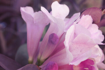 Beautiful purple morning glory flower
