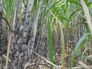 Obraz premium Sugar cane forest