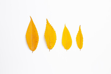 Naklejka na ściany i meble Autumn dry leaves on white background. flat lay, top view, copy space