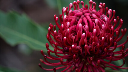 waratah flower