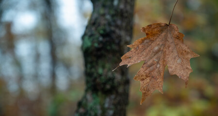 autumn leaf in the forest