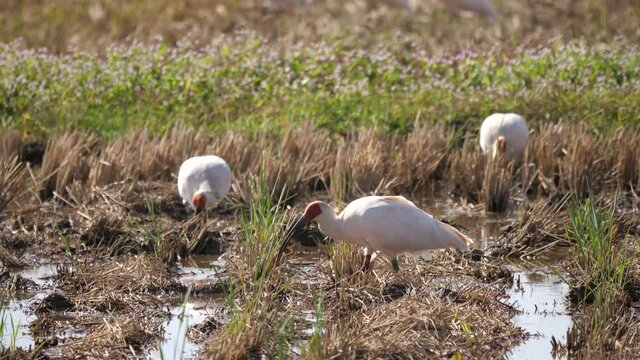 Niigata,Japan-October, 2020: Toki or Japanese crested ibis or Nipponia nippon eating at rice field in Sado island
