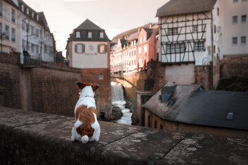 the dog sits and looks at buildings. Little jack russell terrier in the city
