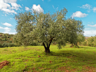 View of a Beautiful Green Olive Tree