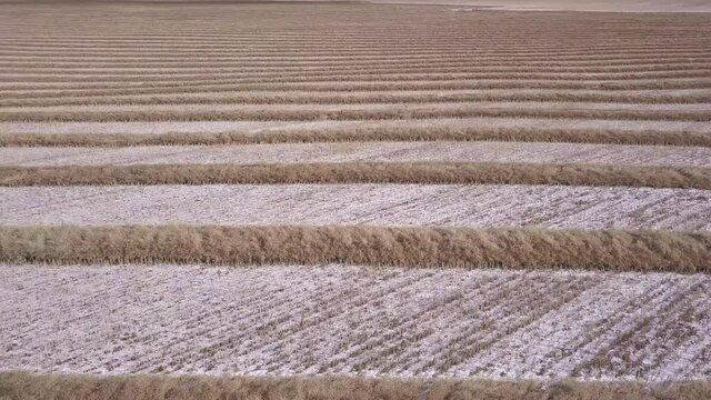 Aerial: Wheat swathes in snow dusted field create horizontal pattern