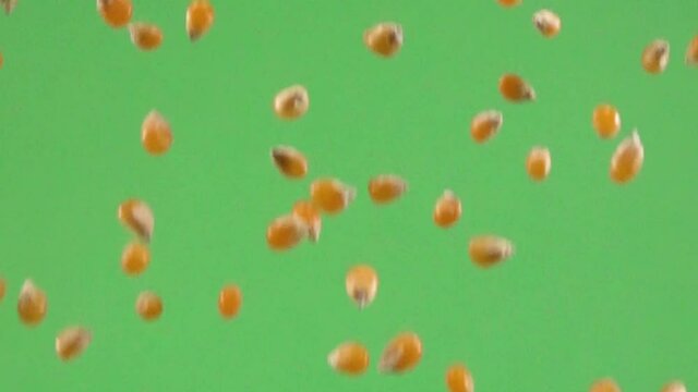Corn kernel slowly falling on a chroma background.