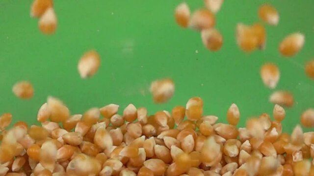 Corn kernel slowly falling on more corn kernel, on a chroma background.