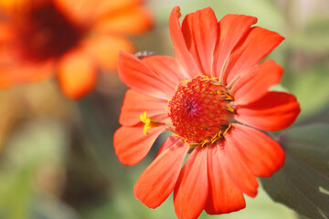 Close up pretty orange Zinnia flowers in bloom