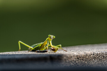 カマキリ