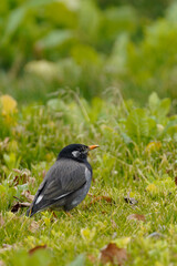 Obraz premium 野鳥