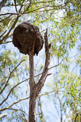 A colony of termites continue to construct their round, ball-shaped nest atop a dead native tree.