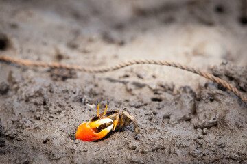 An orange-clawed fiddler crab (Uca) at the edge of his burrow displays his huge claw used for fighting and attracting a mate while he feeds with the smaller claw.