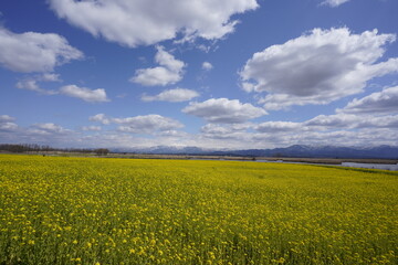 Obraz premium 菜の花畑