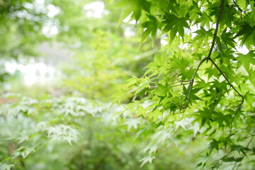 緑のもみじ