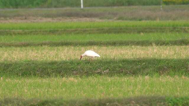 Niigata,Japan-October, 2020: Toki or Japanese crested ibis or Nipponia nippon eating at rice field in Sado island
