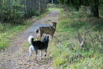 two dogs walking along a forest path on an autumn day