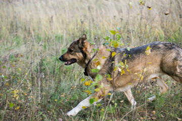 dog runs through the tall grass on an autumn day