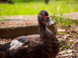 Dark Duck Close-Up Shot Walking on a Floor full of Dry Leaves in a Sunny Day