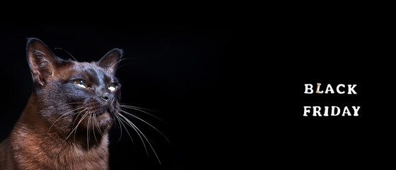 Cat on black background