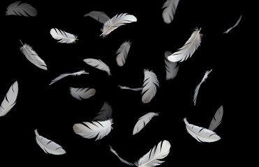 Group of a white bird feathers floating in the dark. Feather abstract freedom concept background. Isolate on black background	