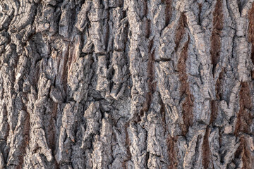 Cork oak tree bark texture. Old Tree bark texture. Natural background