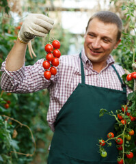 Smiling man professional gardener picking tomatoes in sunny greenhouse..