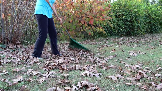 A woman rakes up leaves in her yard in the early fall