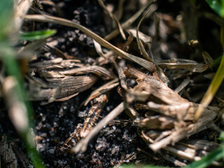 Closeup of grass roots