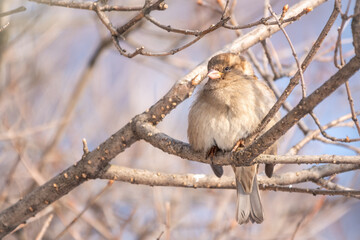 Sparrow sits on a branch without leaves with snow.