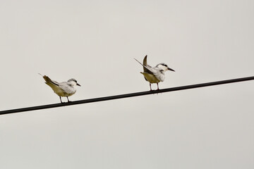 Chlidonias leucopterus on the wires