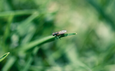 fly on leaf