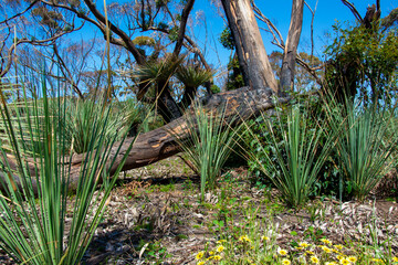 Bushfire regrowth